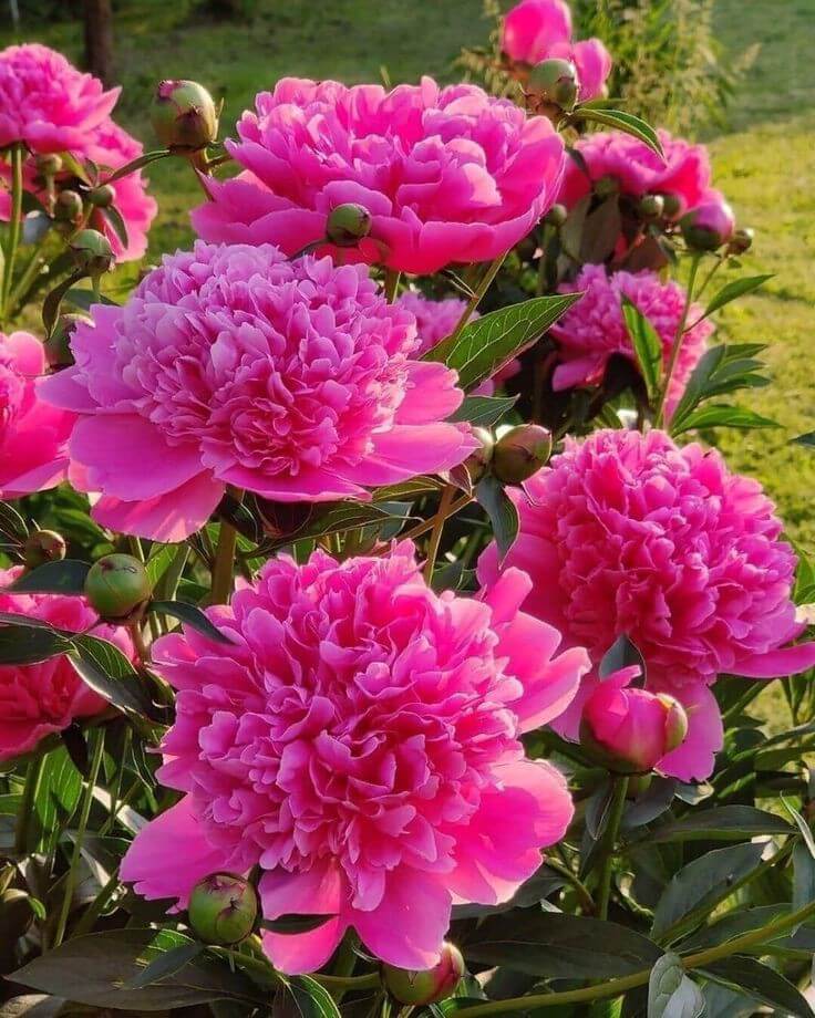 Pink Peony Flower Seeds – Exotic Flowering Plants for Colorful Backyard Beauty