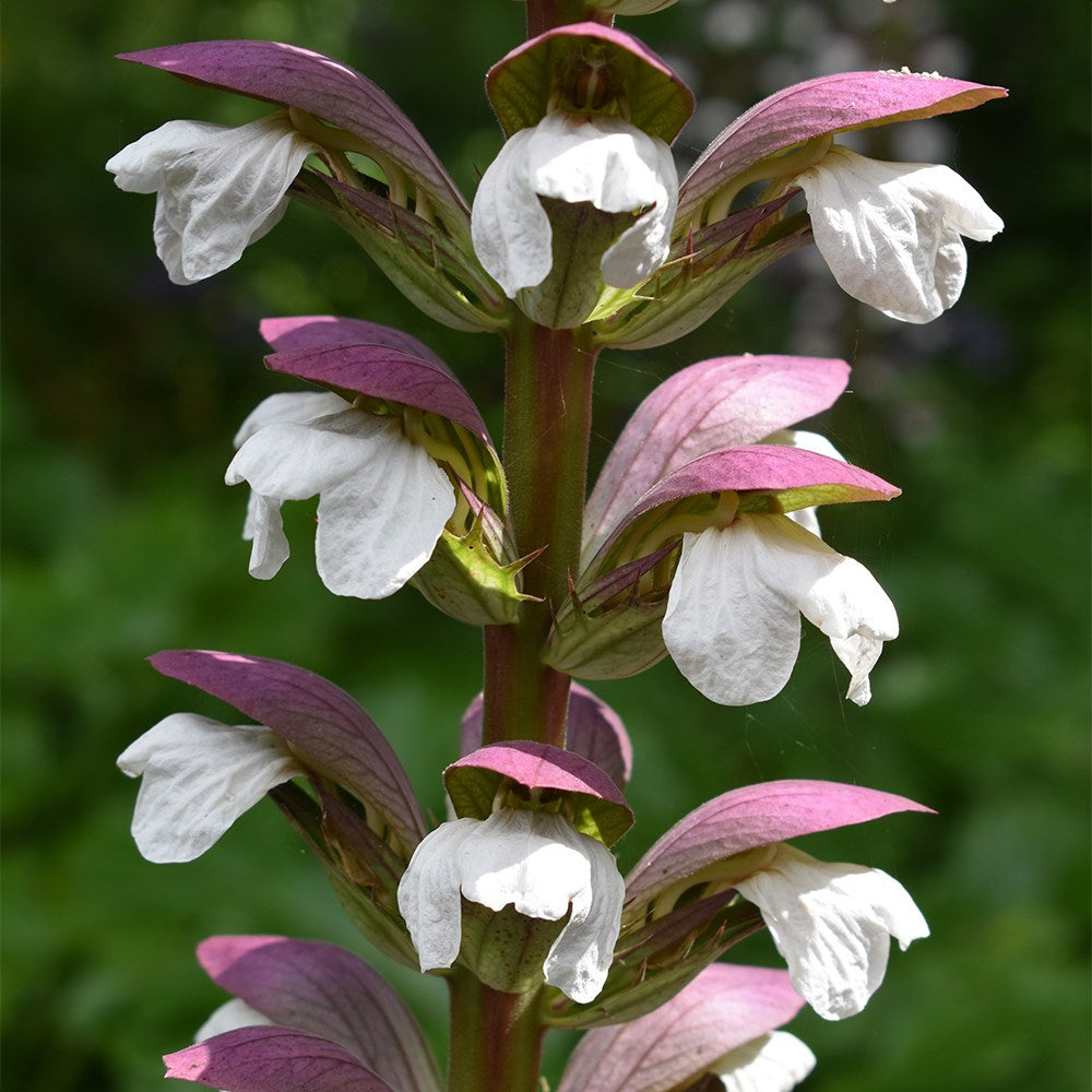 Acanthus Flower Seeds