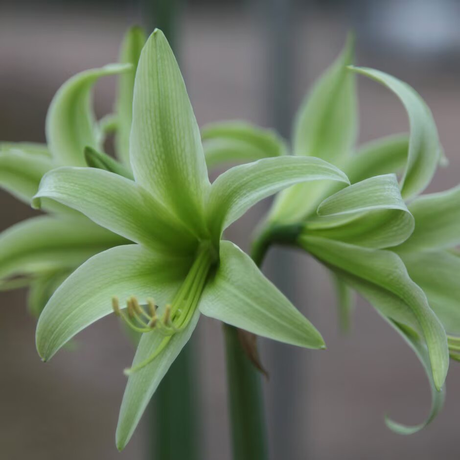 Green Amaryllis Flower Seeds – Heirloom, Non-GMO, High Germination Seeds