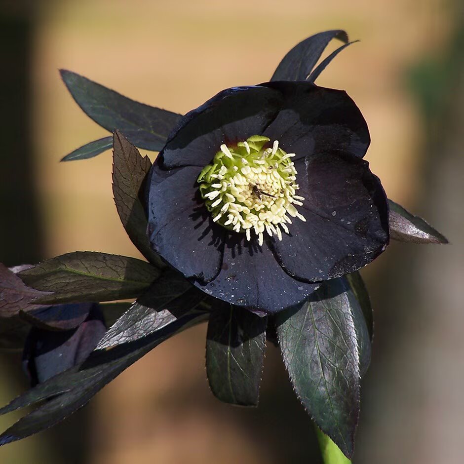 Black Hibiscus Flower Seeds - Heirloom Non GMO Premium Garden Seeds for Planting