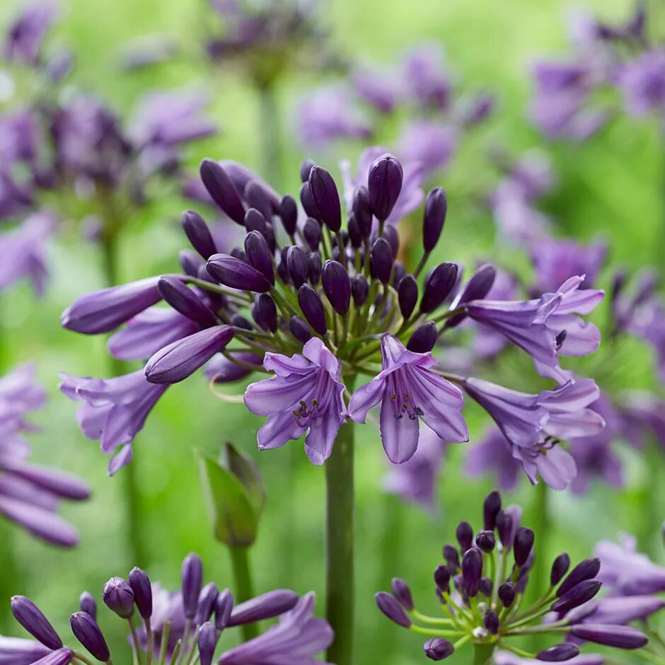 Violet Agapanthus Flower Seeds – Heirloom, Non GMO, High Germination Seeds - Heirloom Non GMO High Germination Organic G