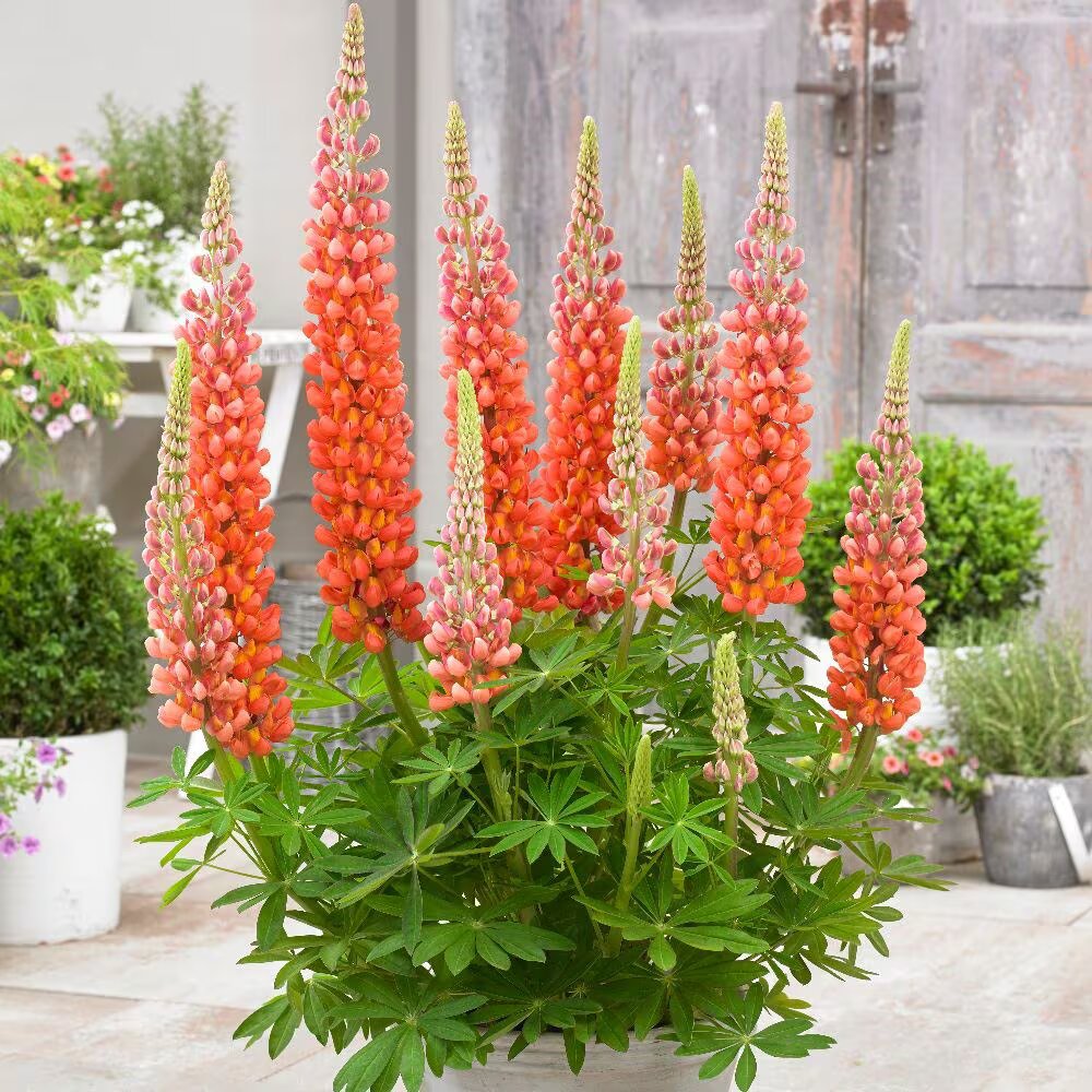 Orange Lupine Flower Seeds