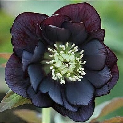 Black Helleborus Flower Seeds