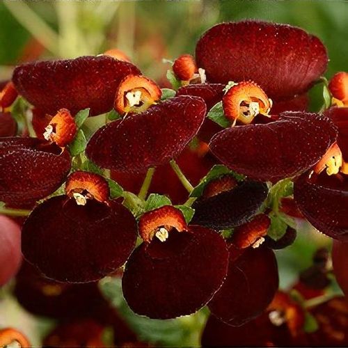 Maroon Calceolaria Flower Seeds
