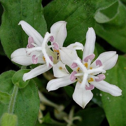 White Giant Tricyrtis Flower Seeds for Planting and Growing Exotic Flowering Plants for Colorful - Heirloom Non GMO High
