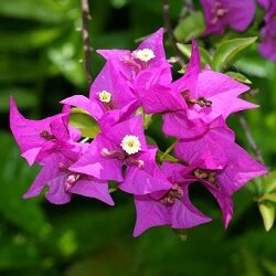 Bougainvillea Flower Seeds