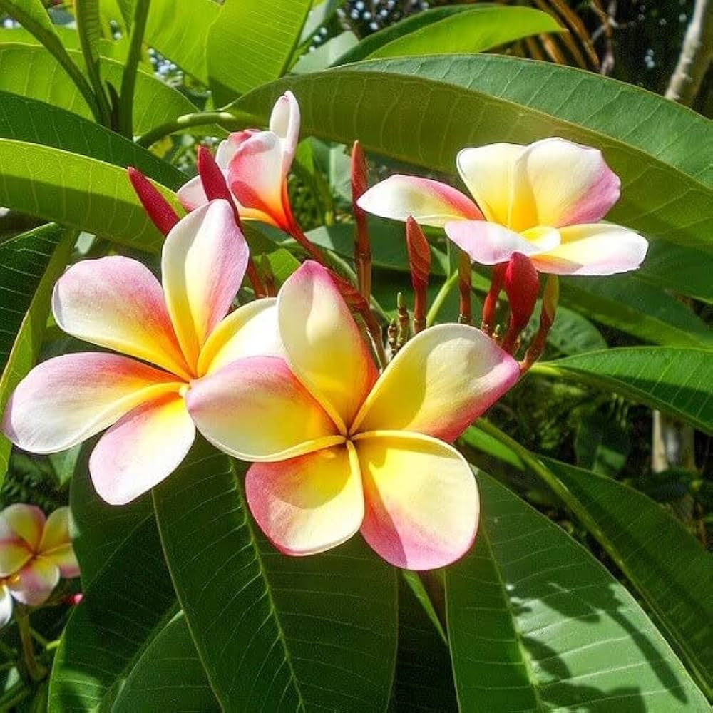 Plumeria Mix Frangipani Rare Tropical Flowering Tree Fragrant Mixed