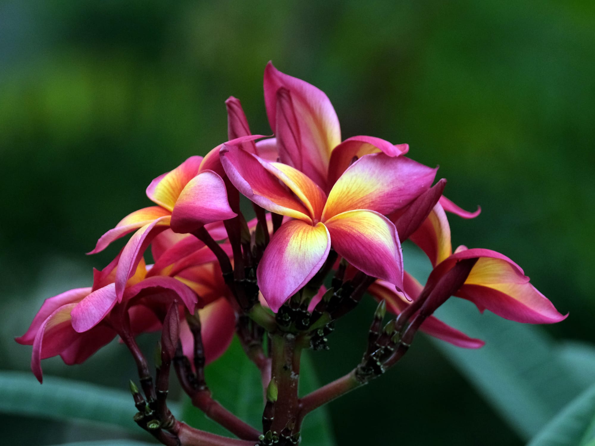 Plumeria Flower Seeds - Heirloom Non GMO High Germination Garden Planting Seeds