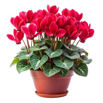 Red Cyclamen Flower Seeds - Heirloom Non GMO High Germination Premium Garden Seeds for Planting