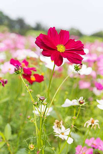 Red Cosmos Flower Seeds - Heirloom Non GMO High Germination Flower Seeds for Home Garden Planting