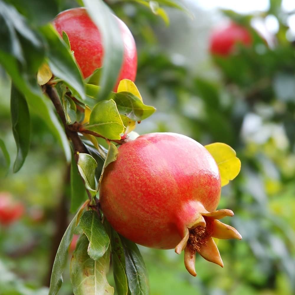 pomegranate punica granatum fruit ideal backyard seeds