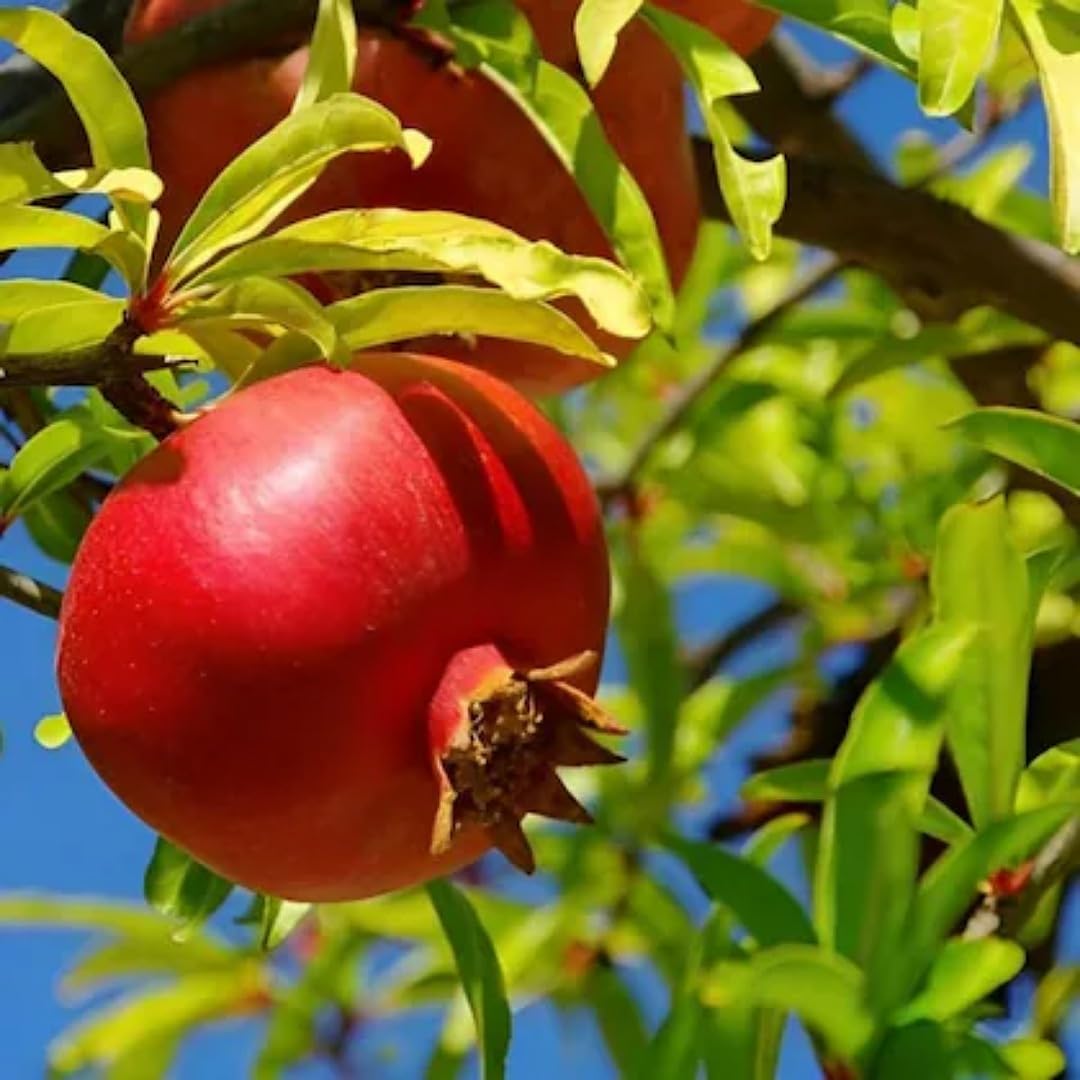 pomegranate fruit tree punica granatum balcony seeds