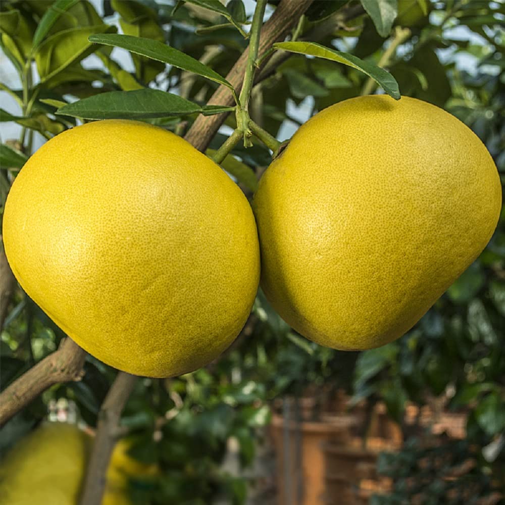 Pomelo Or Lemon Yellow Orange Fruit Seeds