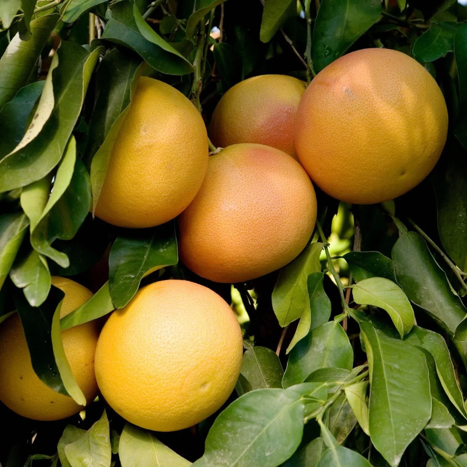pomelo citrus maxima fruit in gardens seeds