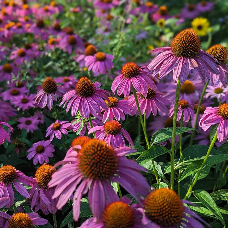 Purple Echinacea Purpurea Coneflower Seeds