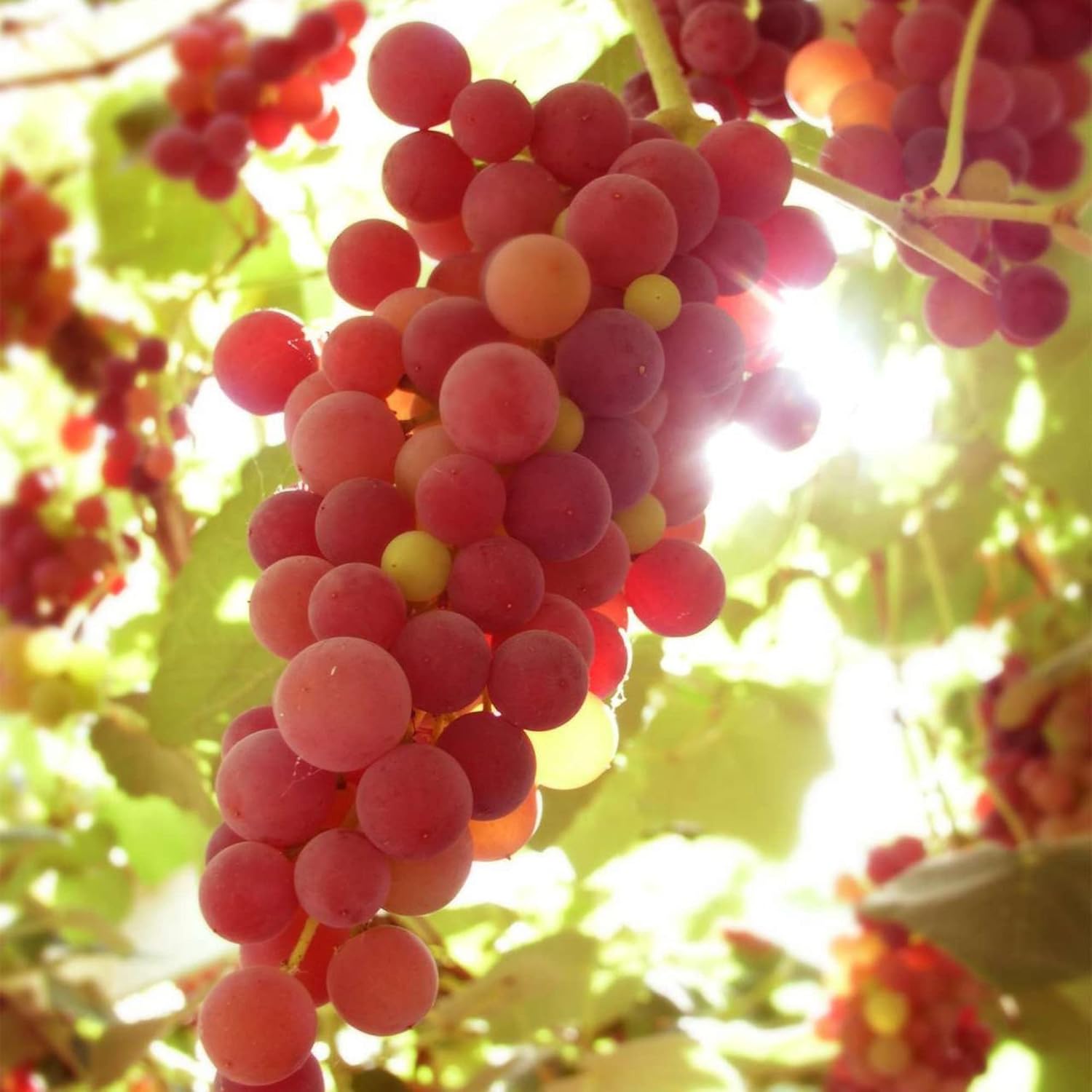 Fresh Miniature Grape Cream Pink Fruit Seeds