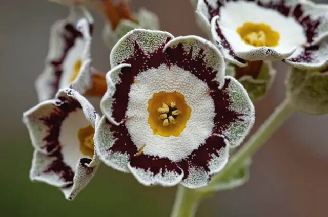 Primula Auricula Flower Seeds - Heirloom Non GMO High Germination Garden Planting Seeds