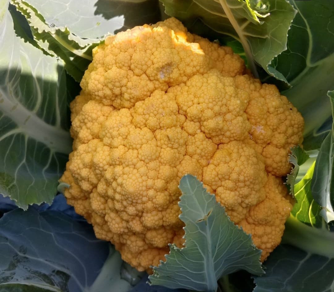 Broccoli Vegetable Seeds Yellow Vegetable Seeds for Home Gardening, Fresh Seasonal Vegetable Heirloom, Non-GMO for Home Garden Planting