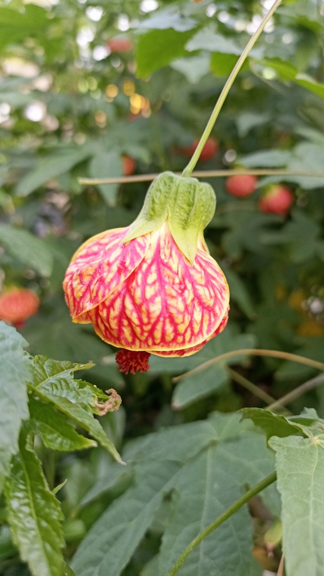 Adonis Flower Seeds - Heirloom Non GMO High Germination Garden Seeds