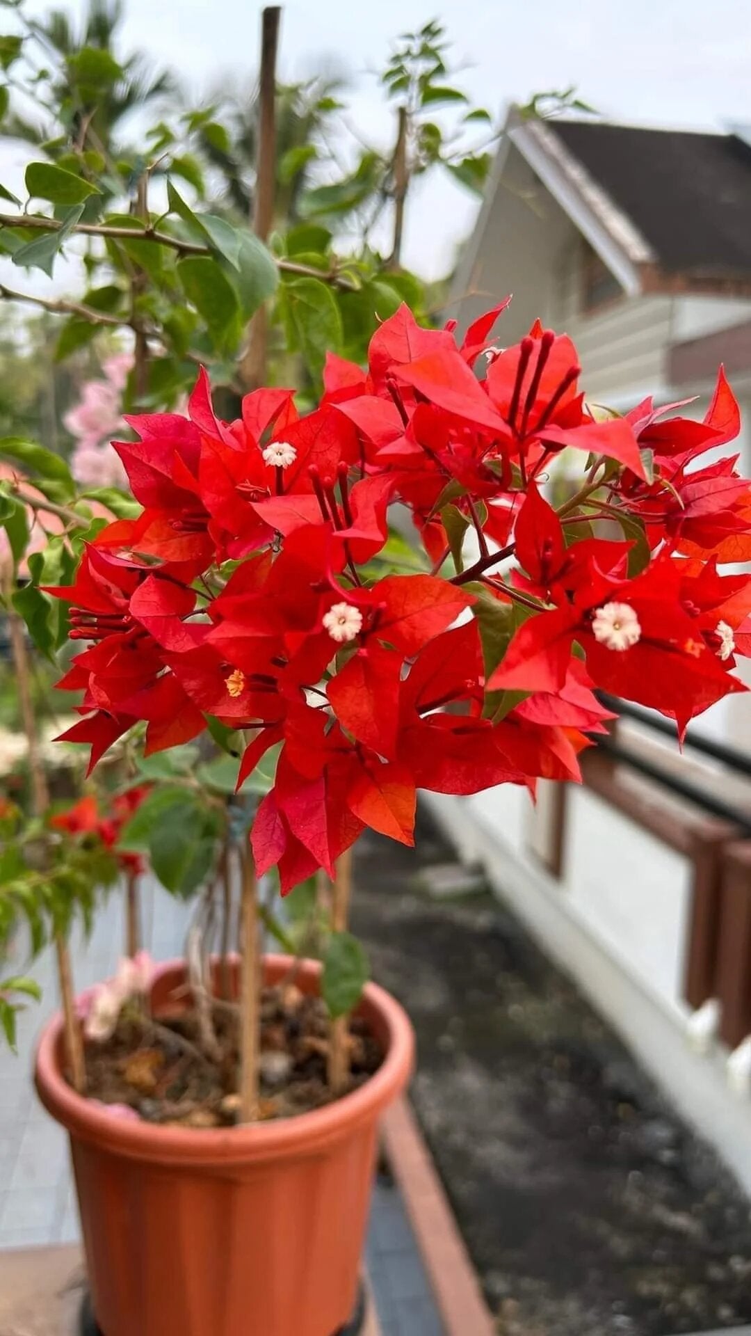 Red Bougainvillea Flower Seeds – Premium Floral Seeds for Decorative Home Landscaping