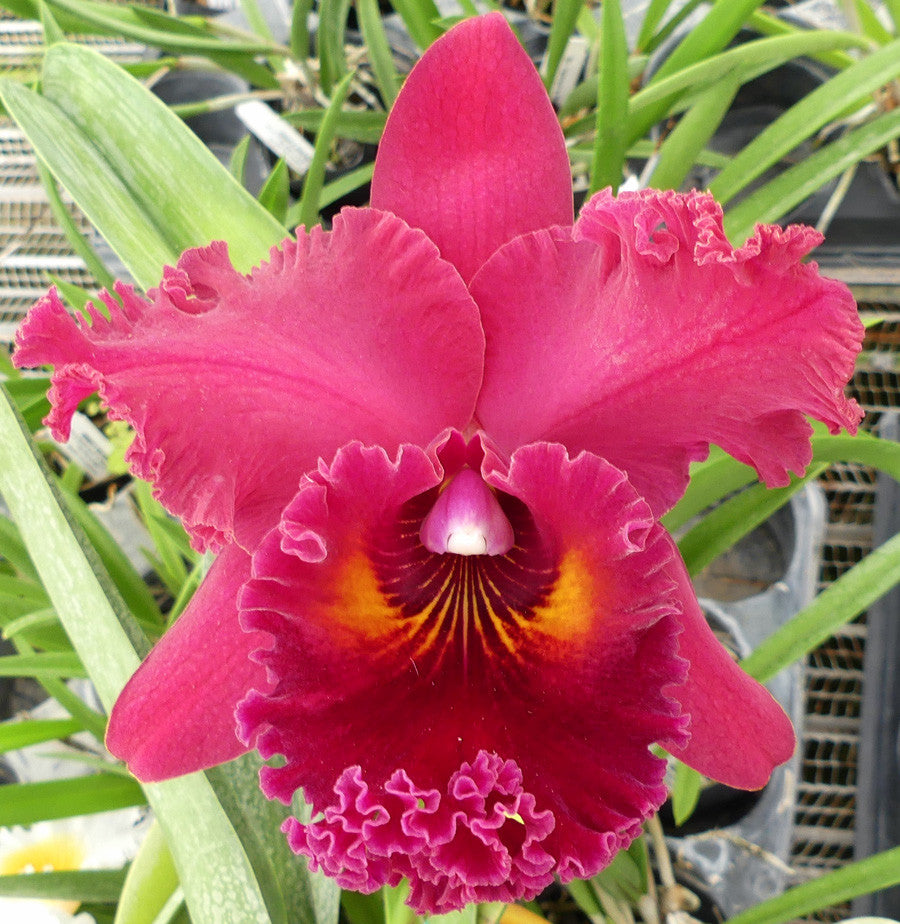 Red Cattleya Orchid Flower Seeds