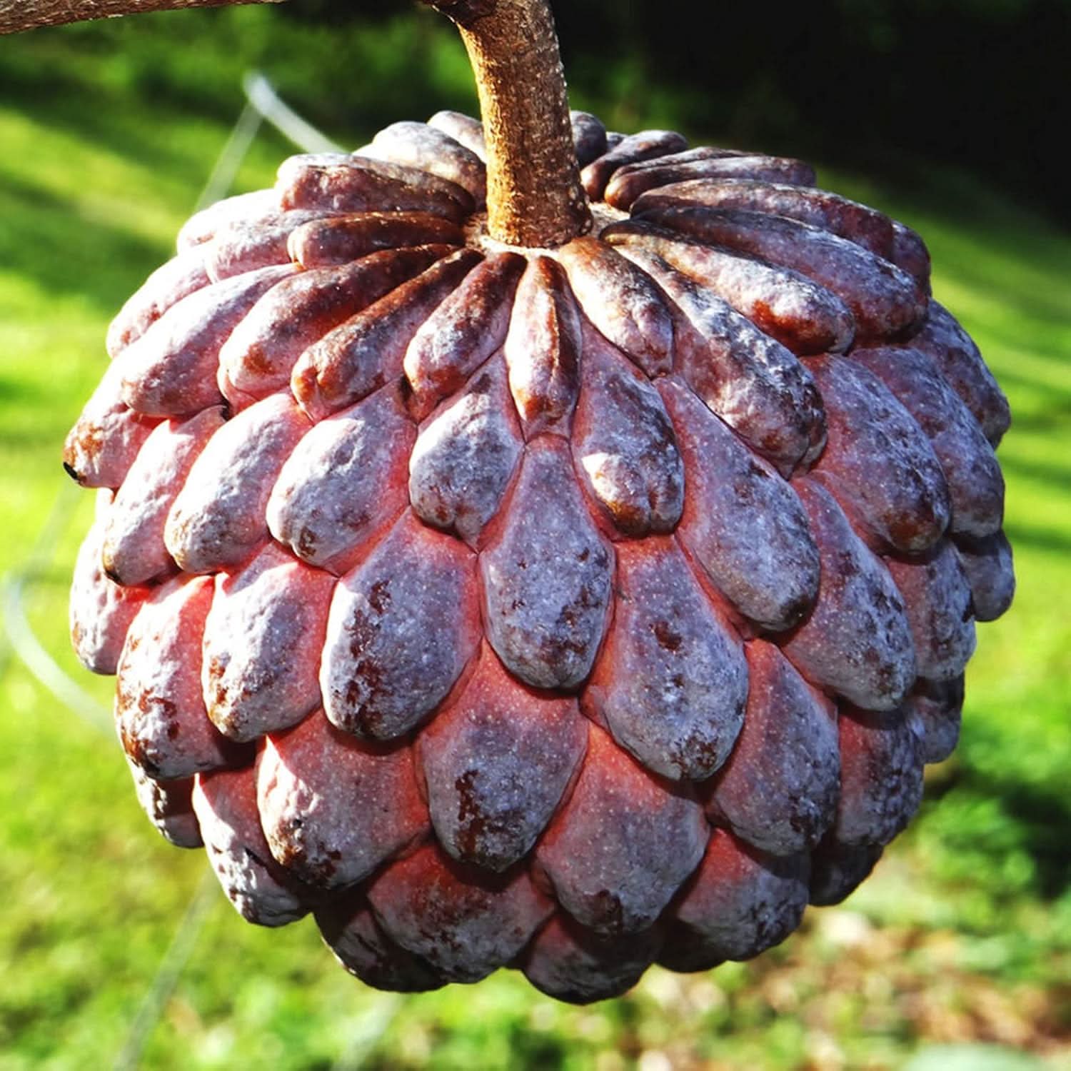 Purple Cherimoya Sugar Apple Fruit Grow This Delicious And Sweet Tropical Fruit Seeds