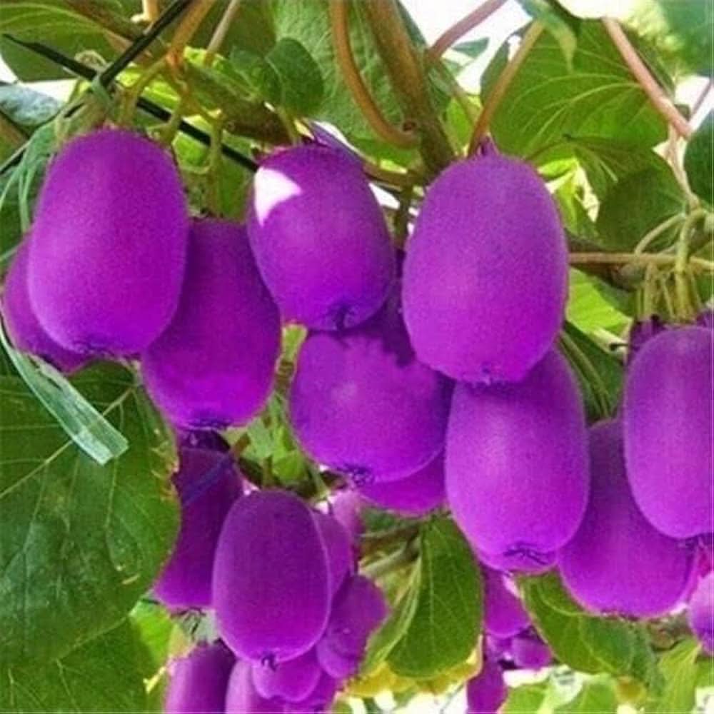 purple heart kiwi fruit actinidia purpurea seeds