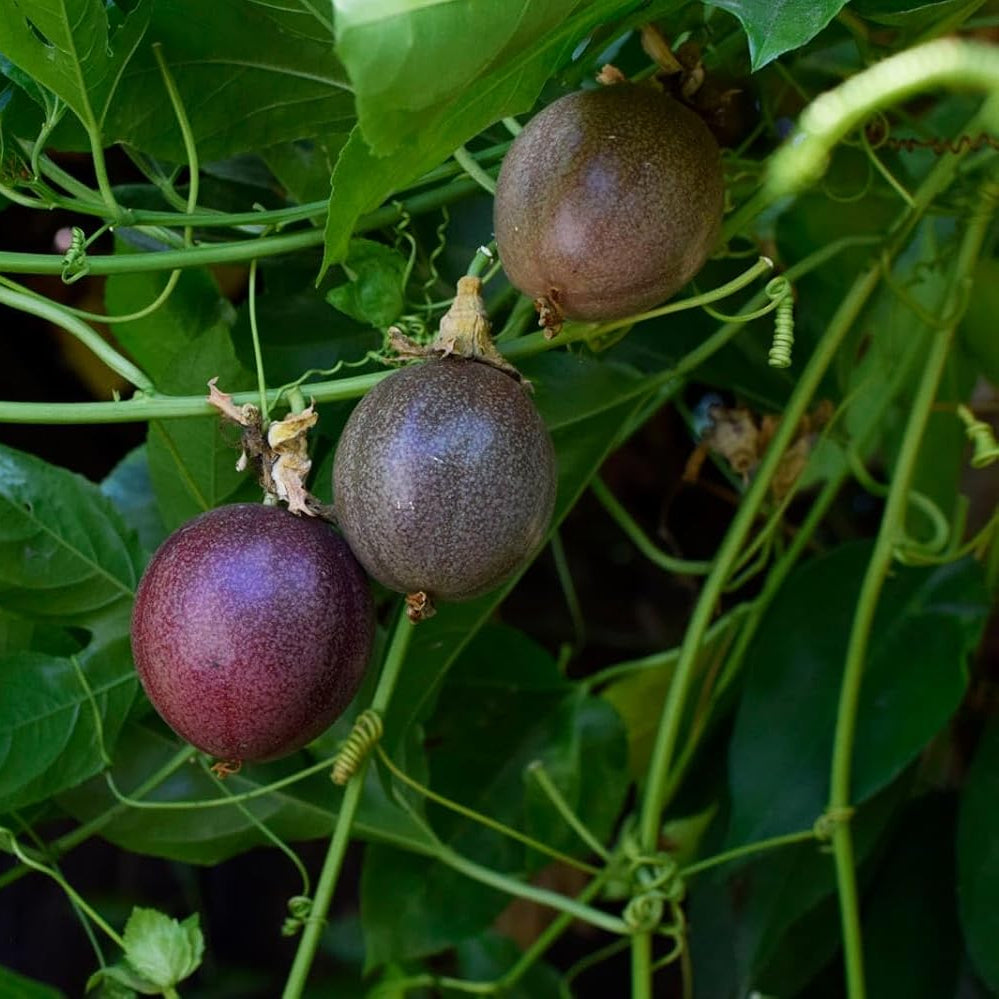 Passion Purple Variety Tropical Gardens Fruit Seeds