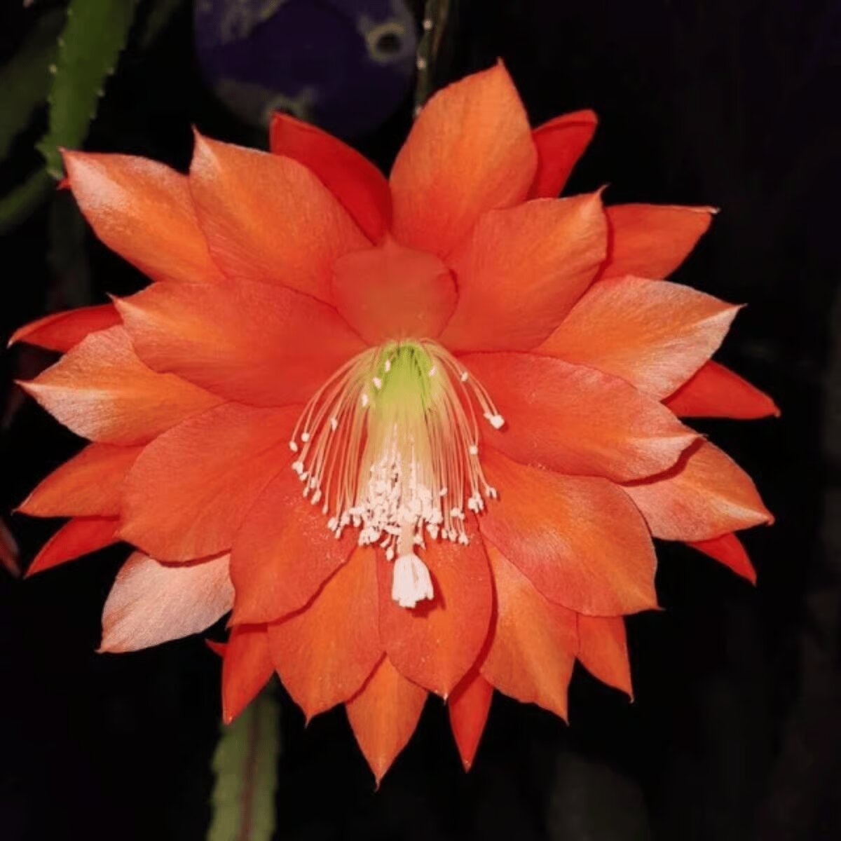 Orange Epiphyllum Flower Seeds - Heirloom Non GMO High Germination Garden Planting Seeds