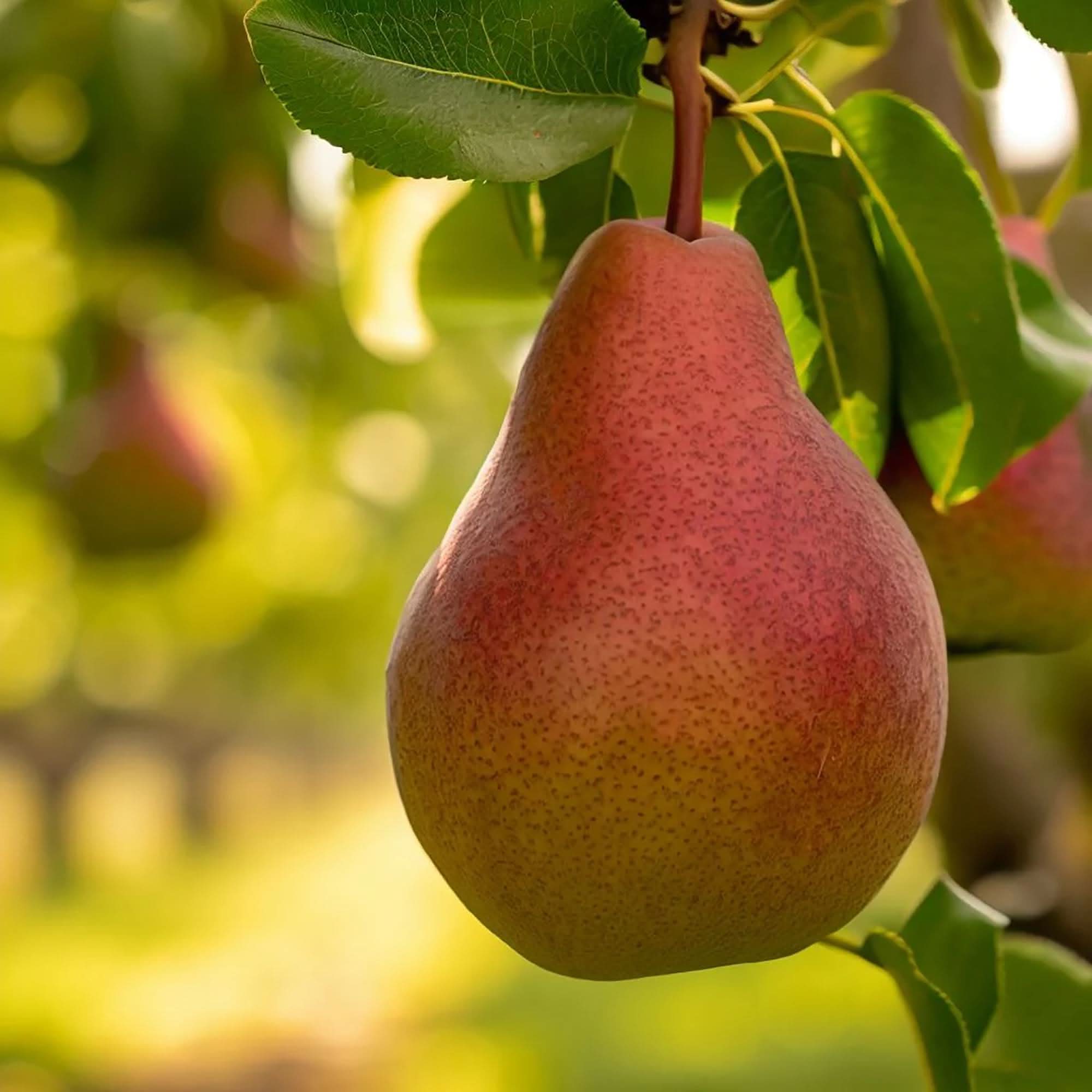 bartlett pear pyrus communis classic juicy seeds