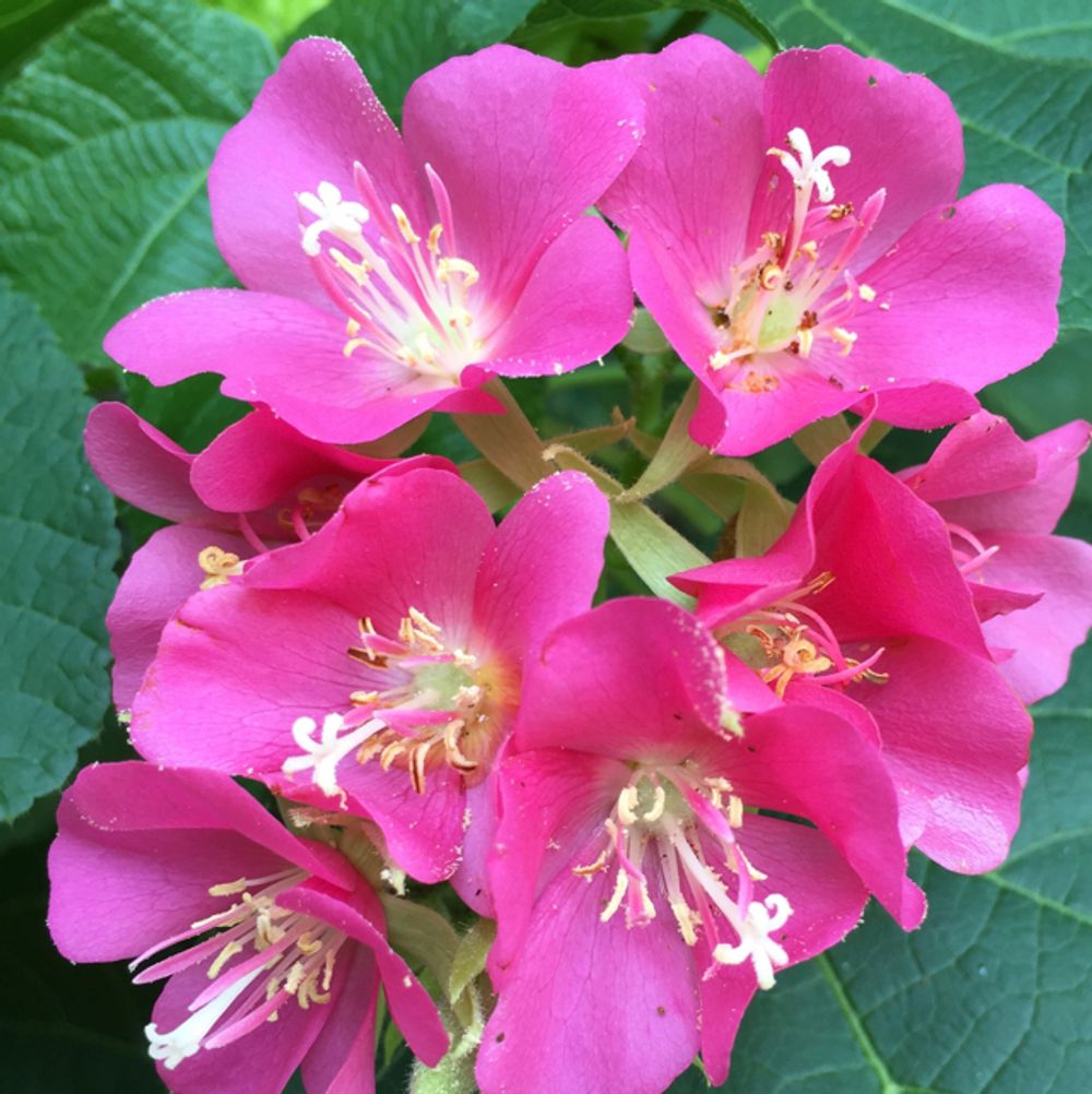 Pink Dombeya Burgessiae Flower Seeds