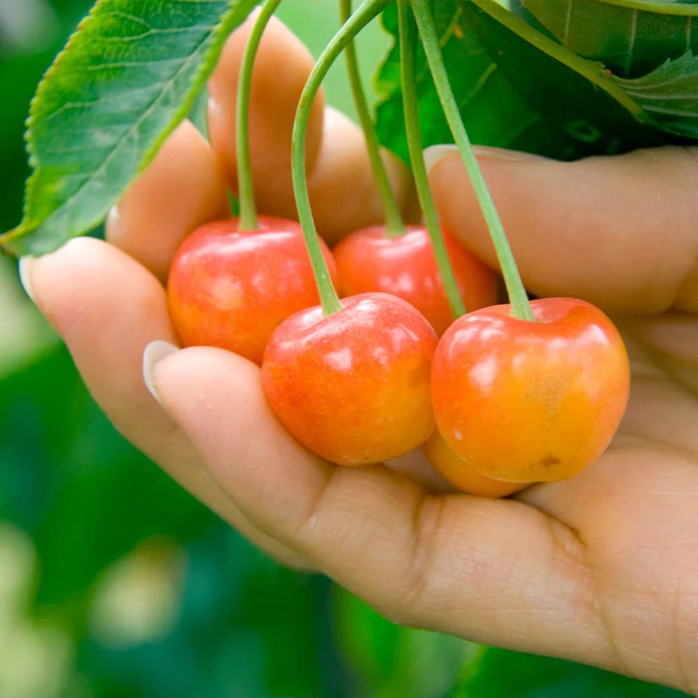 Rainier Sweet Cherry Fruit High Yielding Orchards For Sustainable Fruit Seeds