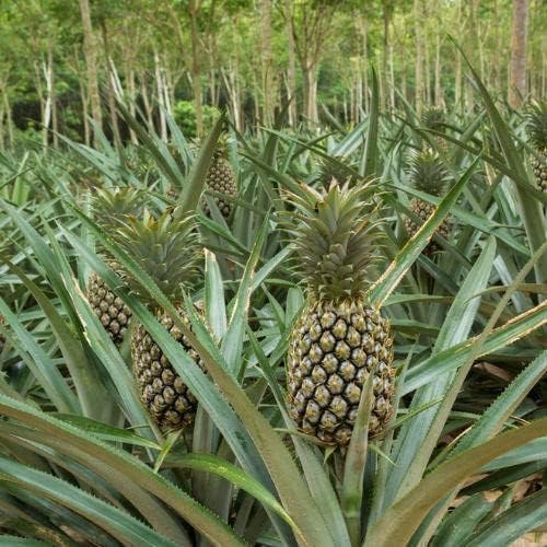 Green Pineapple Color Variety Ideal Fruit Seeds