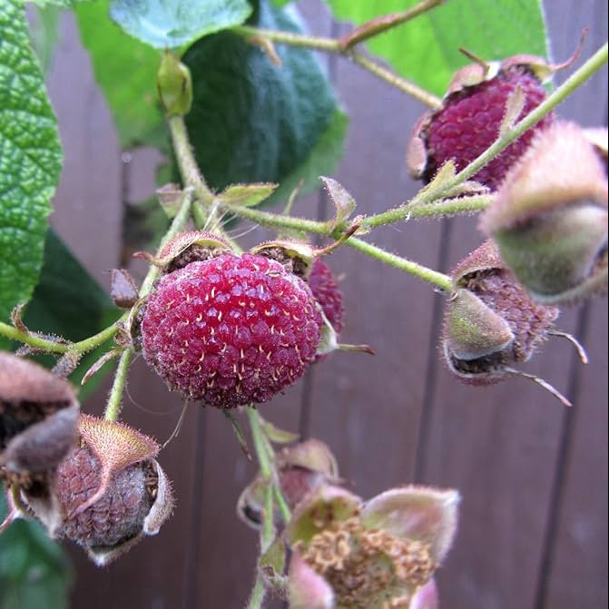 raspberry rubus idaeus purple blossom fruit seeds