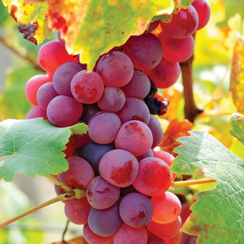 red grape vitis vinifera fruit xinjiang seeds