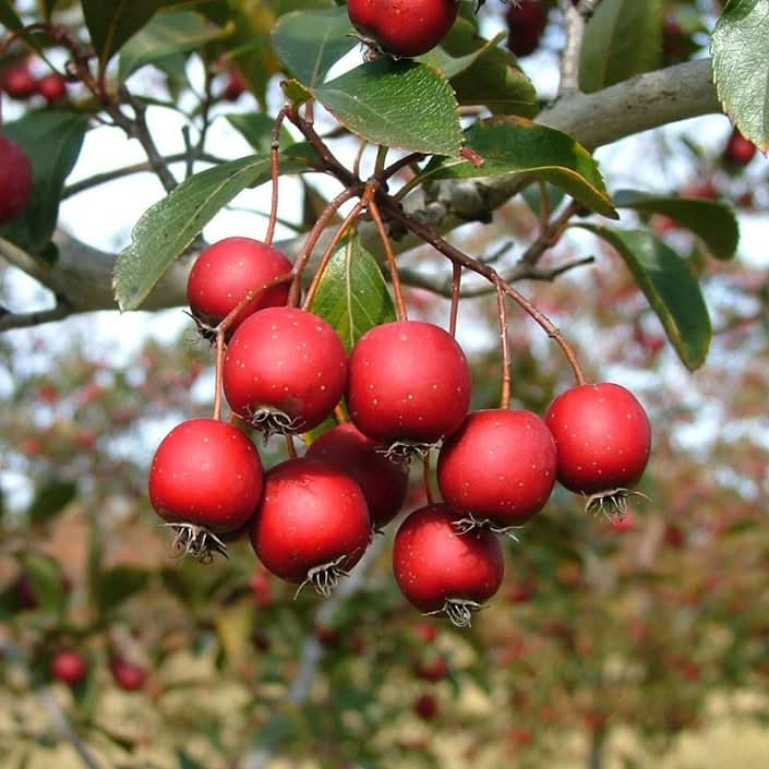red hawthorn plant hardy tree fresh seeds