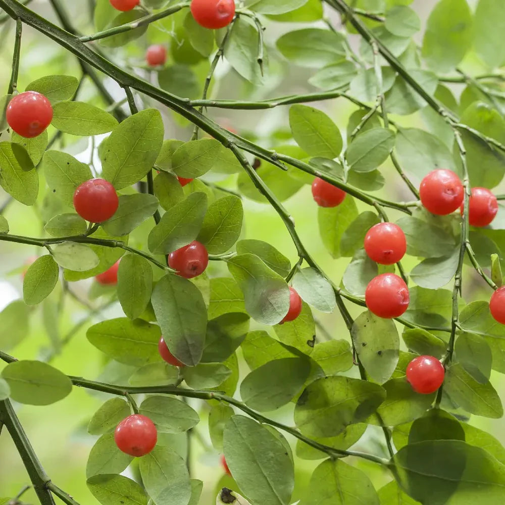 red huckleberry bush vaccinium parvifolium fruit seeds
