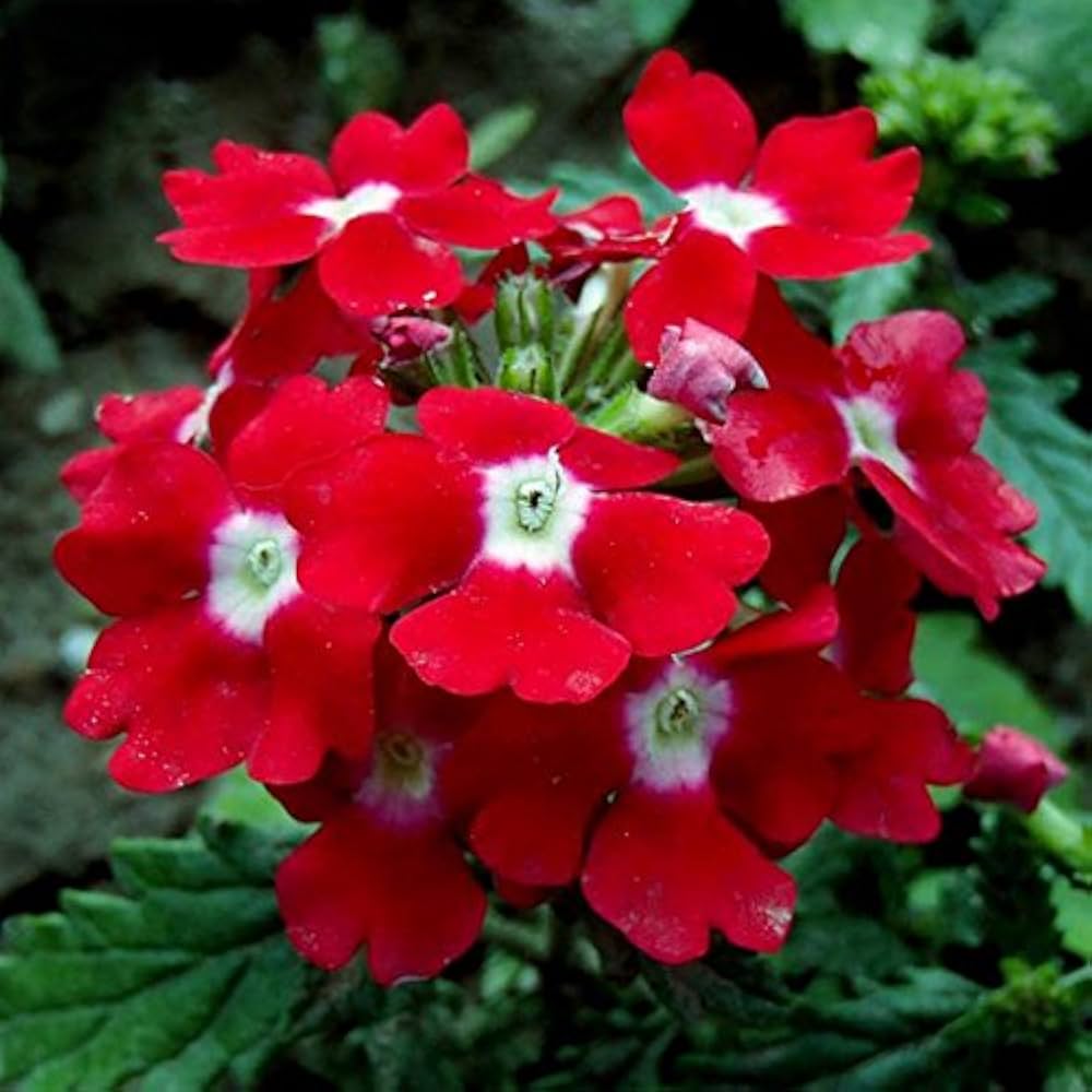 red hydrangea verbena flower Fruit seeds
