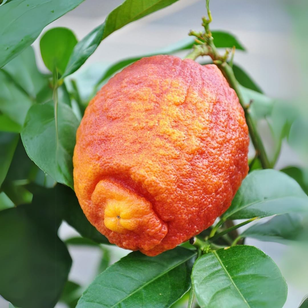 Red Lemon Fruit Seeds
