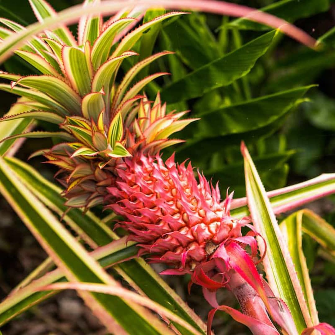 Red Pineapple Gmo Free Fruit Seeds