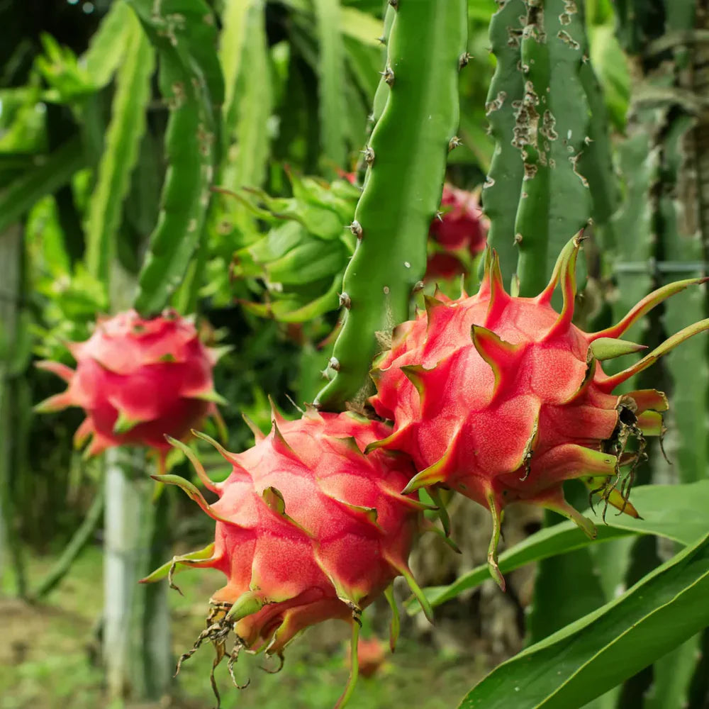 dragon fruit hylocereus undatus white pitaya seeds