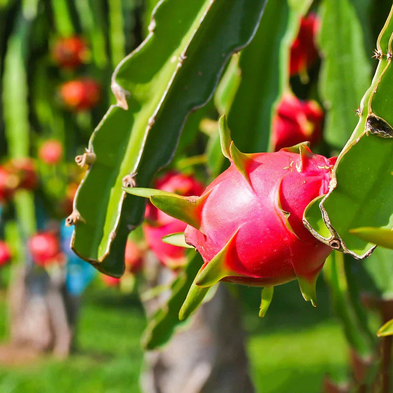 Pitaya Easy To Grow Red Fruit Seeds