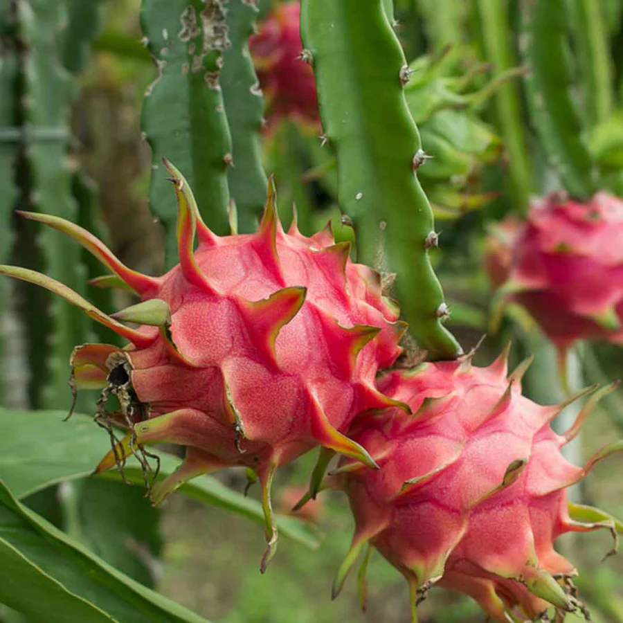 Red Pitaya Sweet Juicy Gardens Fruit Seeds