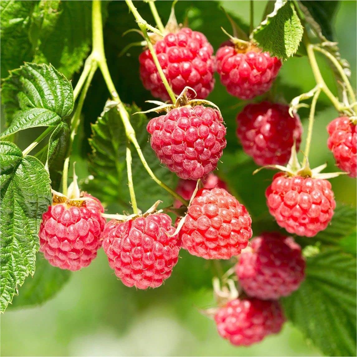 red raspberry cold hardy fruit plant seeds