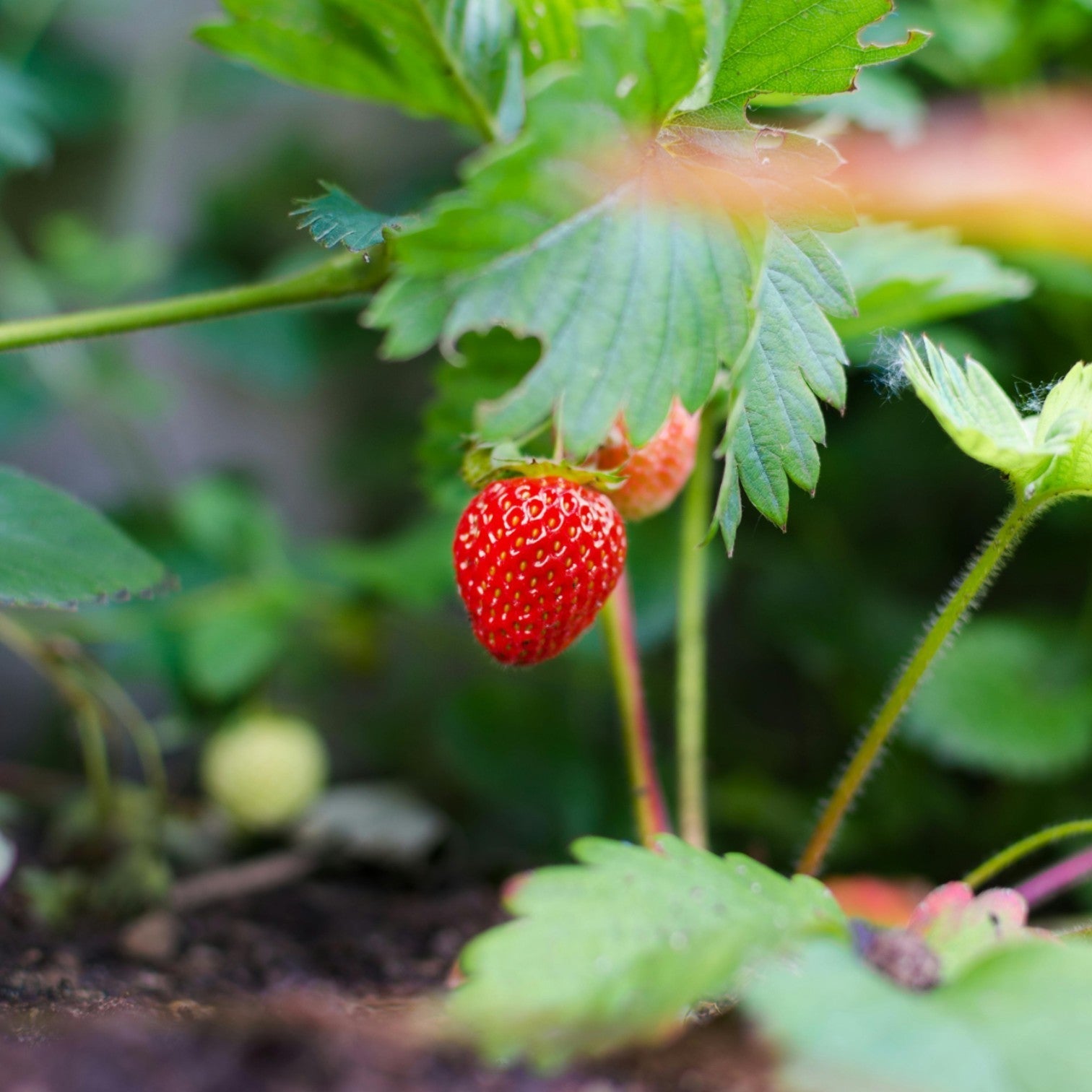 reflowering strawberry fragaria x ananassa fruit seeds