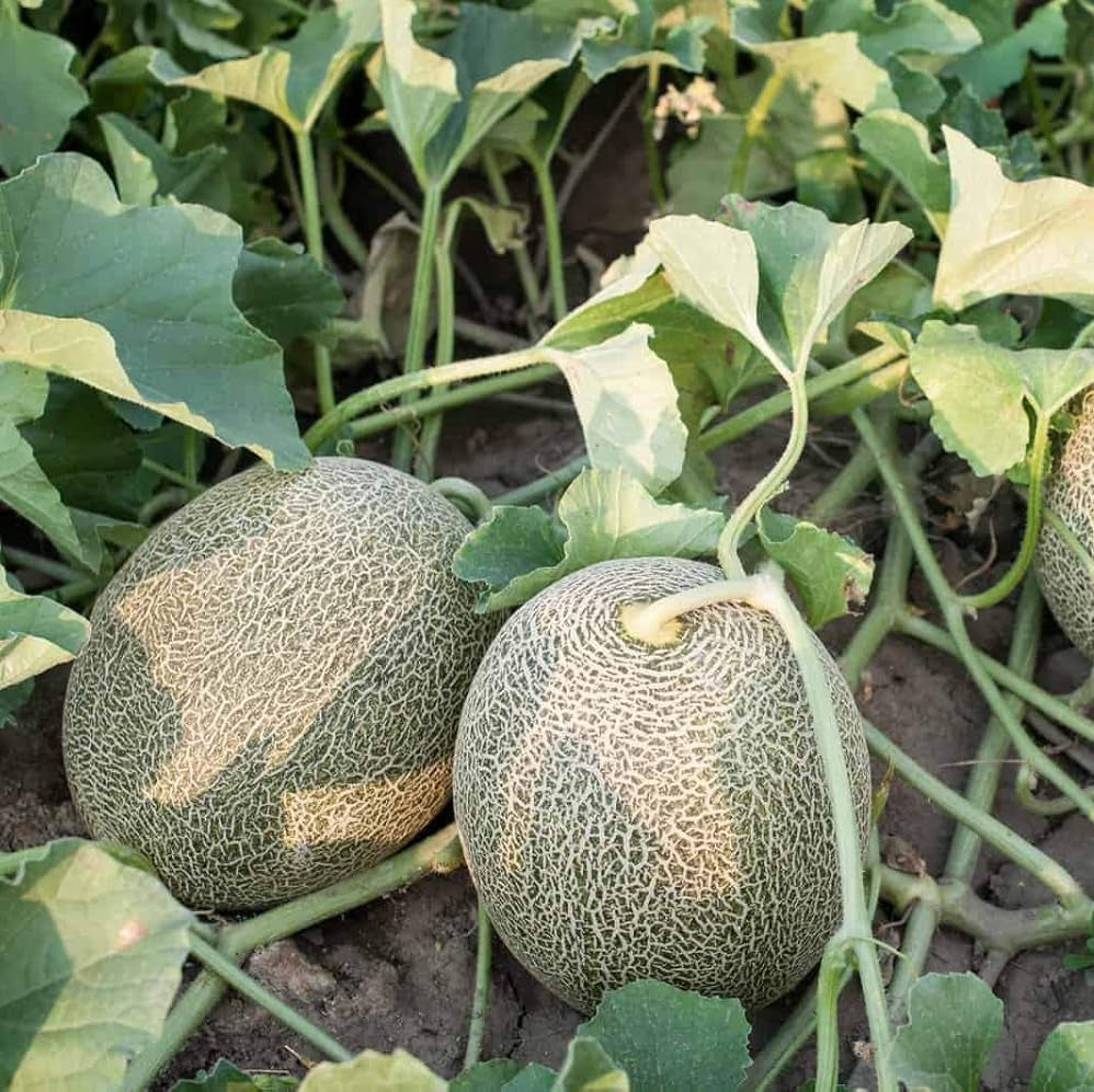 cucumis melo retato muskmelon in summer seeds