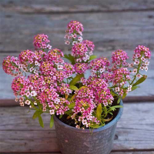Pink Alyssum Flower Seeds - Heirloom Non GMO High Germination Garden Planting Seeds