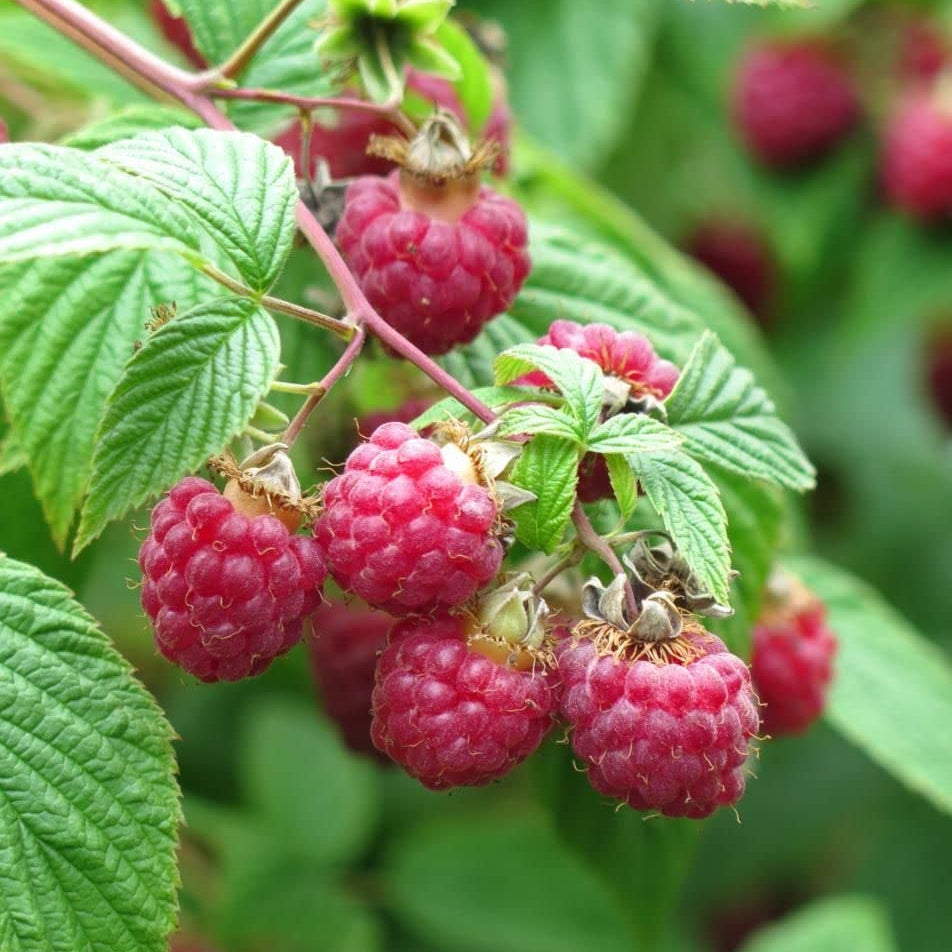 raspberry rubus idaeus red fruit ideal seeds
