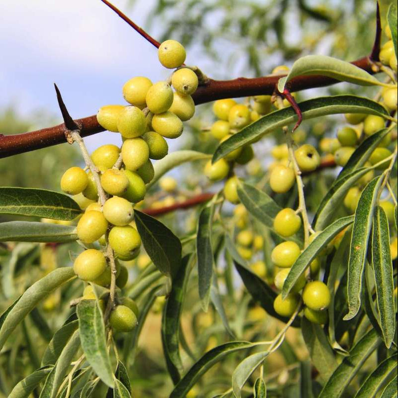 russian olive elaeagnus angustifloia shipping high organic Fruit Seeds organic garden seeds