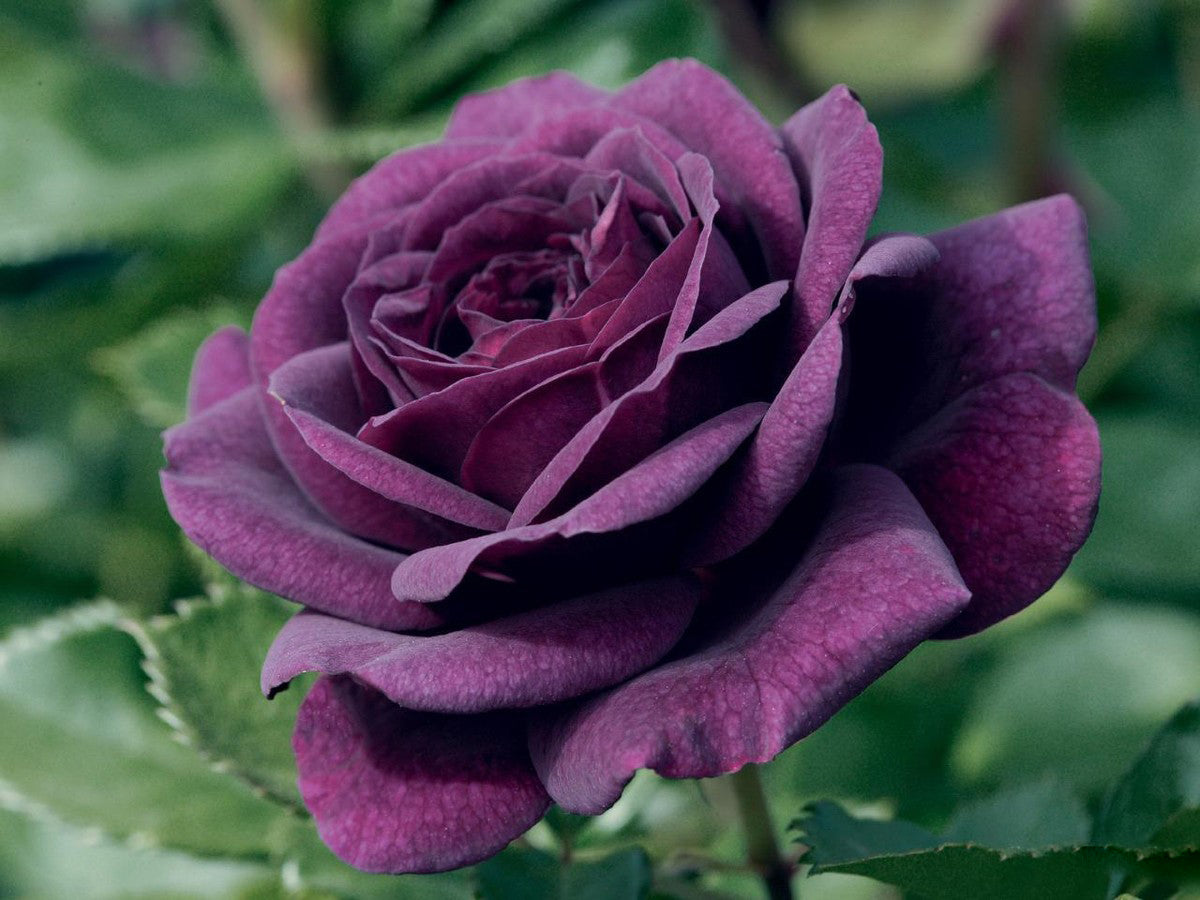 Dark Purple Rose Flower Seeds - Heirloom Non GMO High Germination Premium Garden Seeds for Planting
